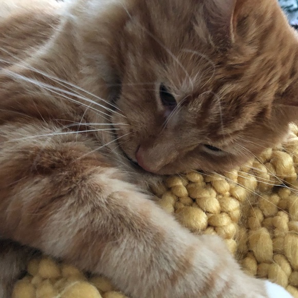 Meet your Posher, Ryan - Picture 1 of 1